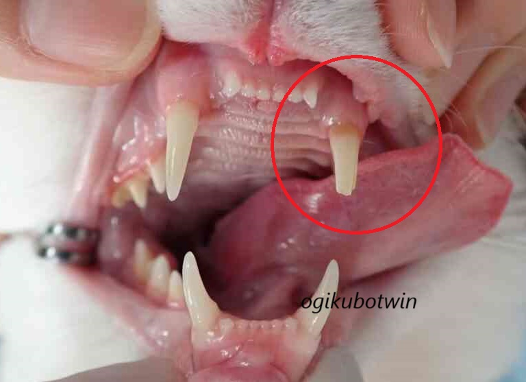 猫　犬歯破折