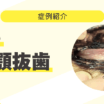 歯がなくても大丈夫?犬の全顎抜歯 症例紹介サムネイル (14)