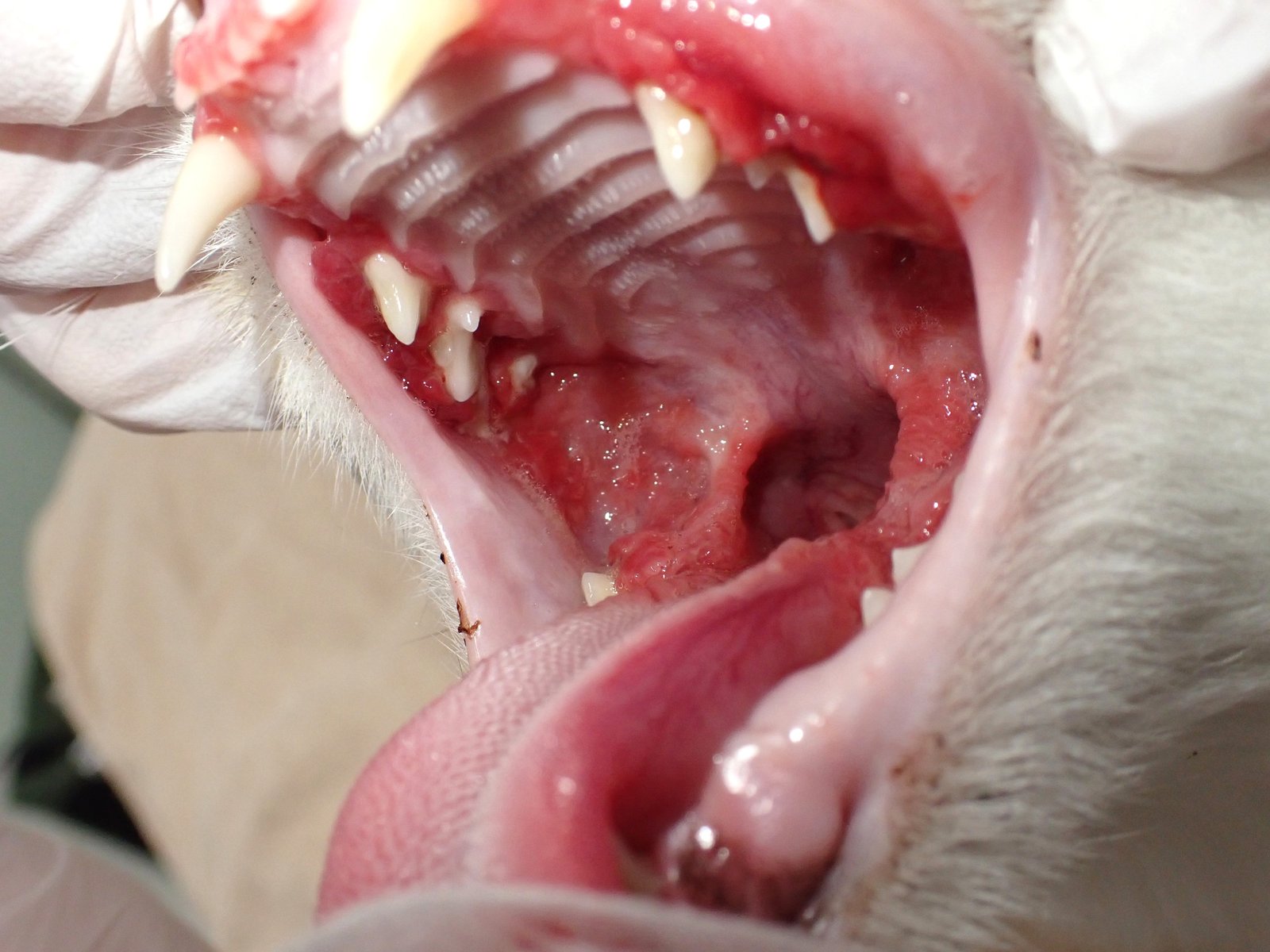 猫の慢性口内炎