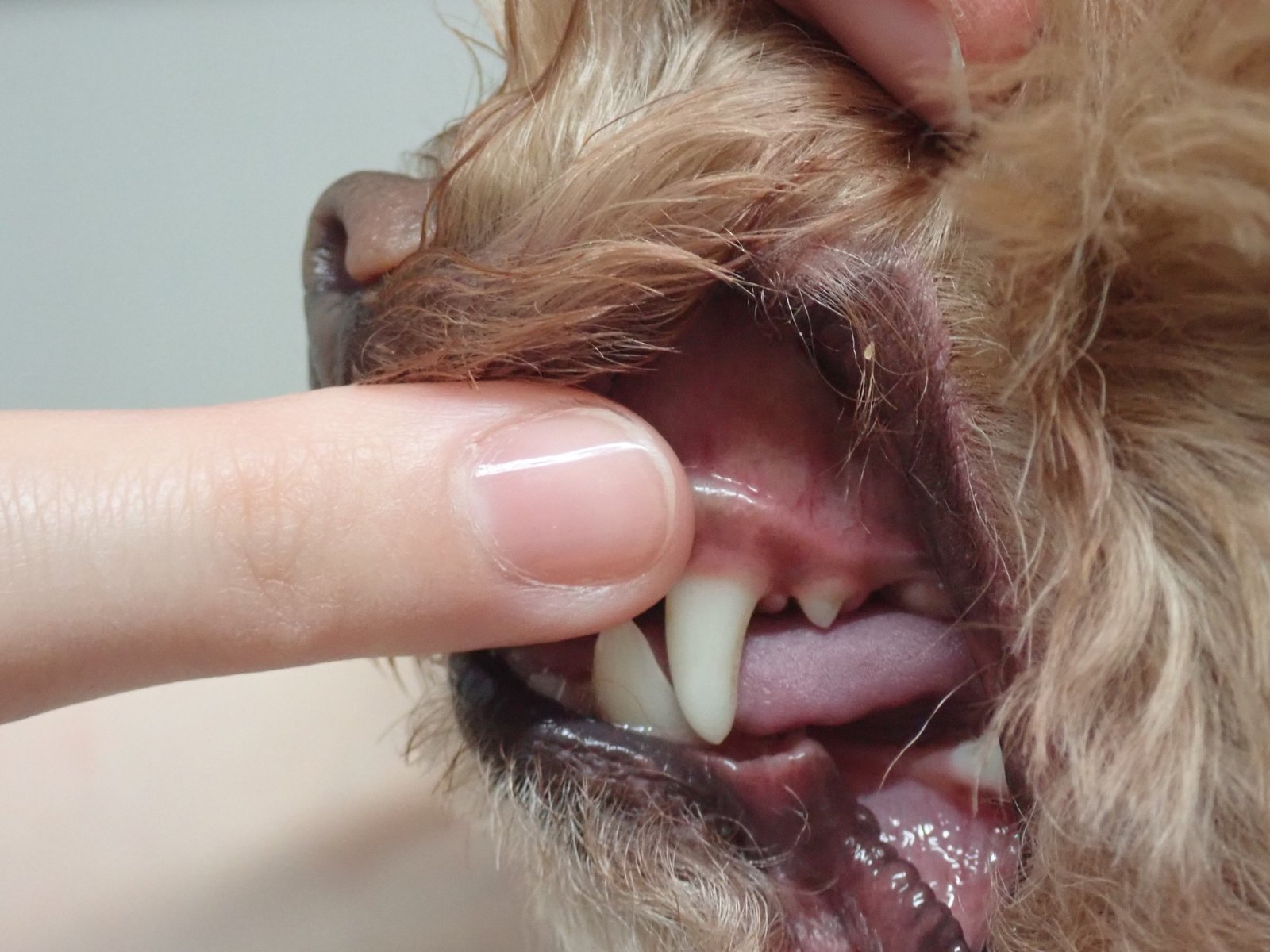 犬歯を指でマッサージする