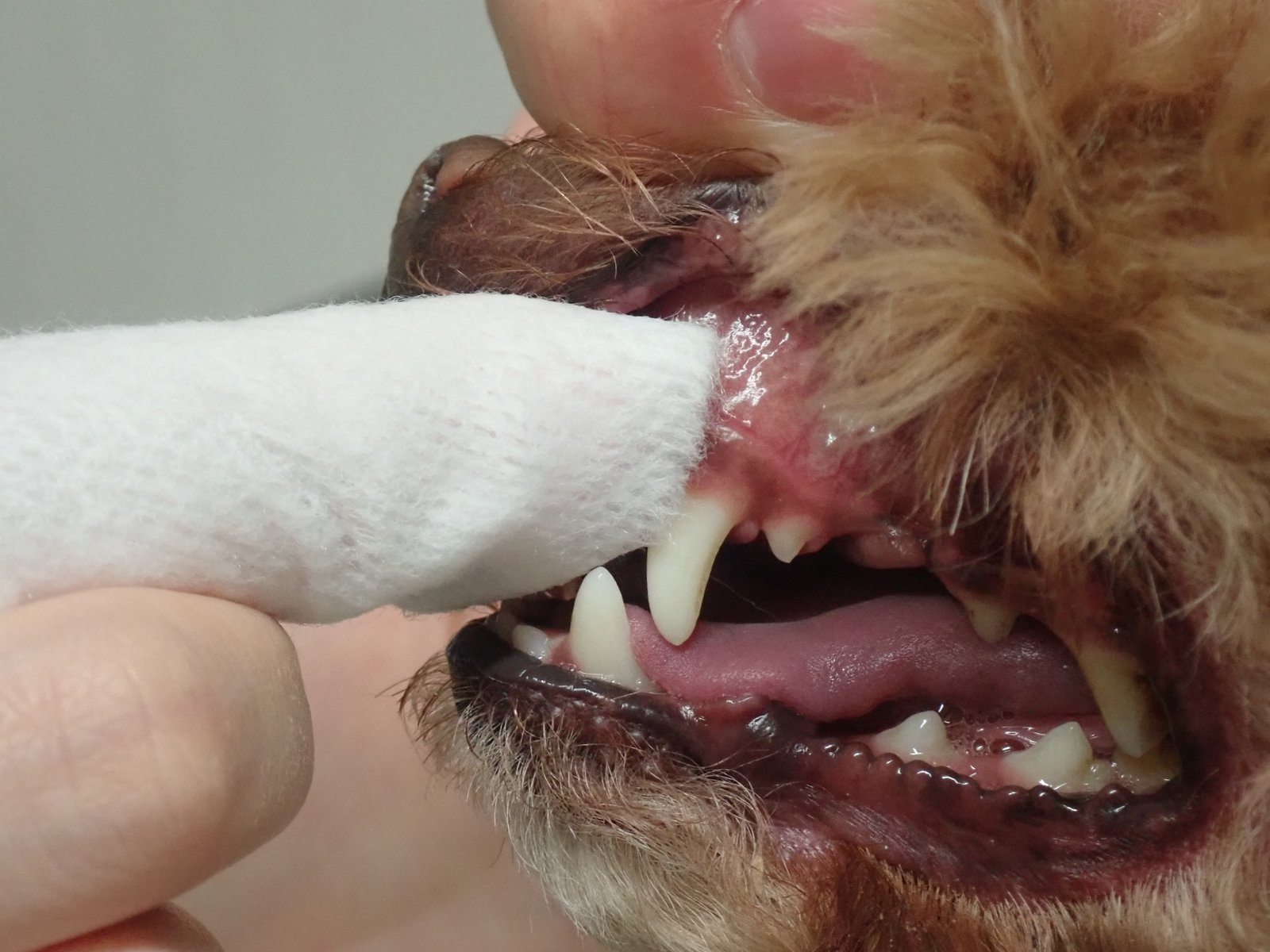 犬歯をシートで磨く