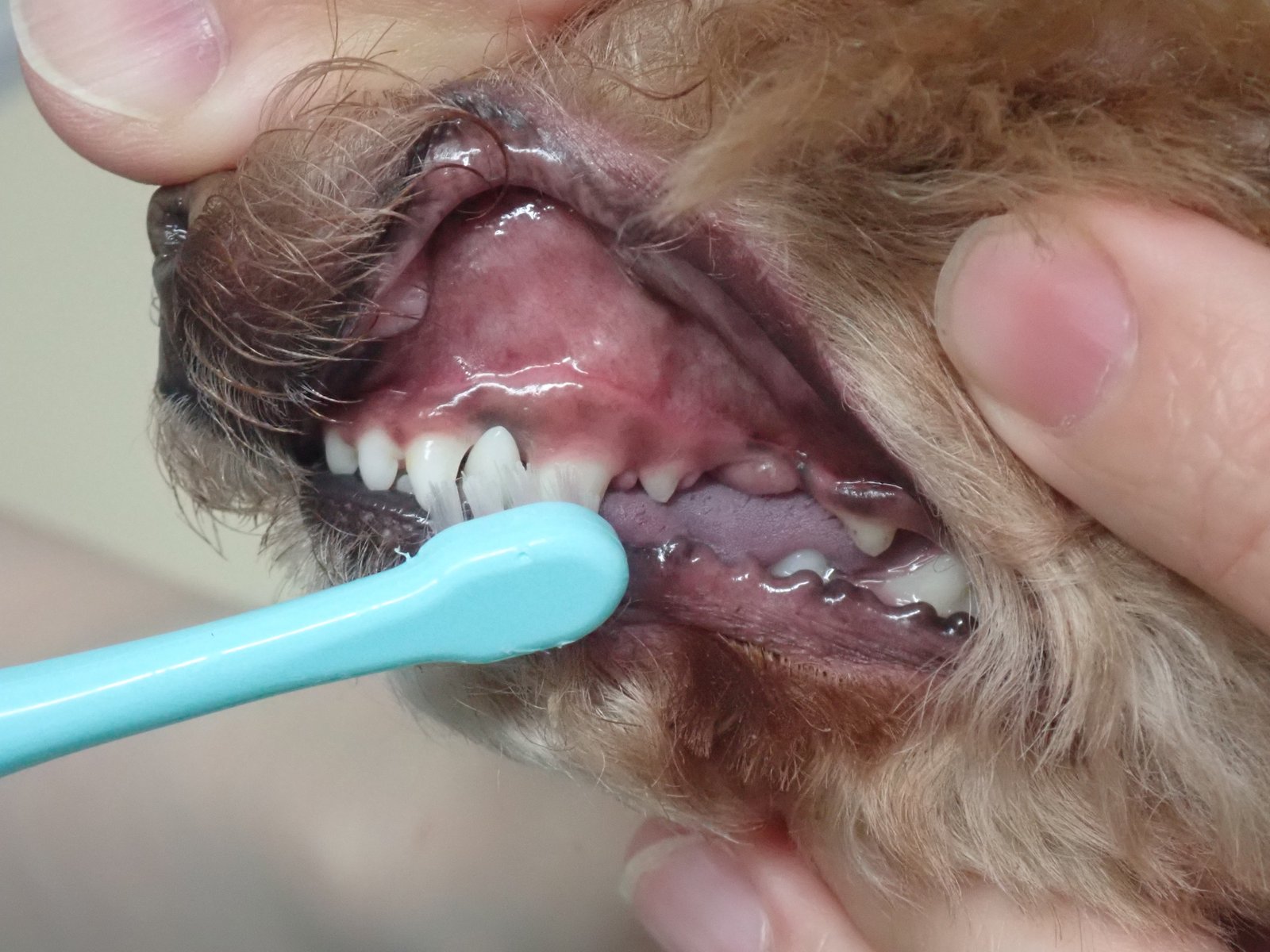 犬歯を歯ブラシで磨く