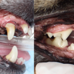犬・猫の歯磨きを嫌がる子を慣らす段階トレーニング|獣医師解説 歯石が付着した犬の歯、スケーリング後の歯