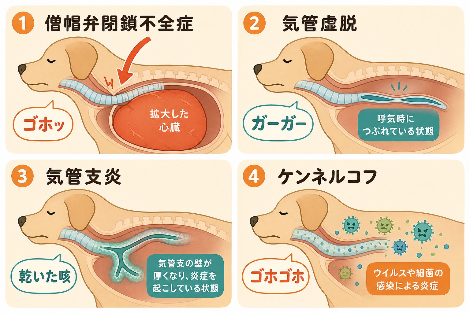 イラスト:イラスト:犬の咳の4つの原因と気道の変化