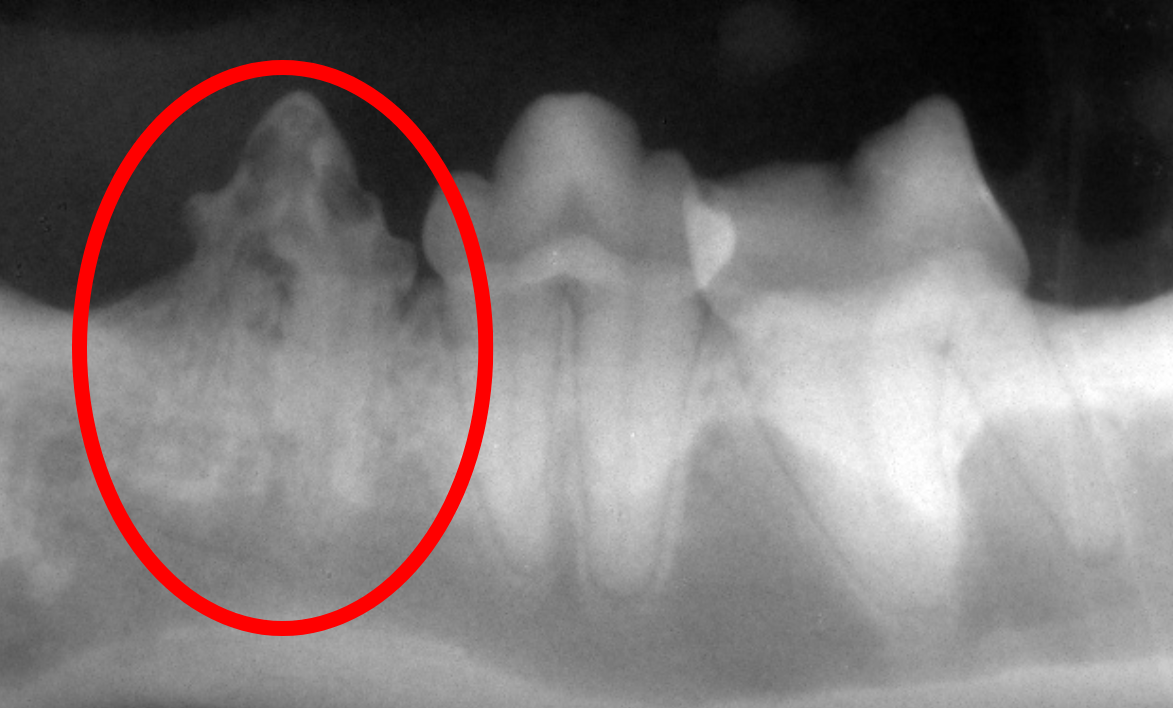 歯科用レントゲンで確認された隠れ歯周病（骨吸収）猫 