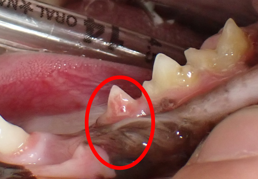 視診では正常に見えた歯の写真 (猫)