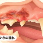 予後はどうなる?猫の扁平上皮癌 歯ぐきの腫れ|予後はどうなる?猫の扁平上皮癌
