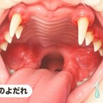 猫のよだれ｜猫は特に注意！口内炎②