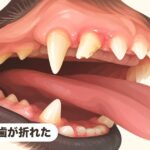 前歯が折れた｜前歯が折れた！右上顎第三切歯の破折