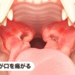 猫が口を痛がる｜食欲低下の原因は？猫の口内炎③
