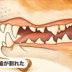 奥歯が割れた｜破折・軟口蓋過長症