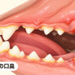 犬の口臭｜犬の口臭の原因と対策｜自宅ケアから受診目安まで獣医師が解説