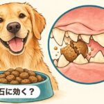 歯石に効く？｜デンタルフード・療法食は歯石・歯周病に効く？獣医師が正確に解説